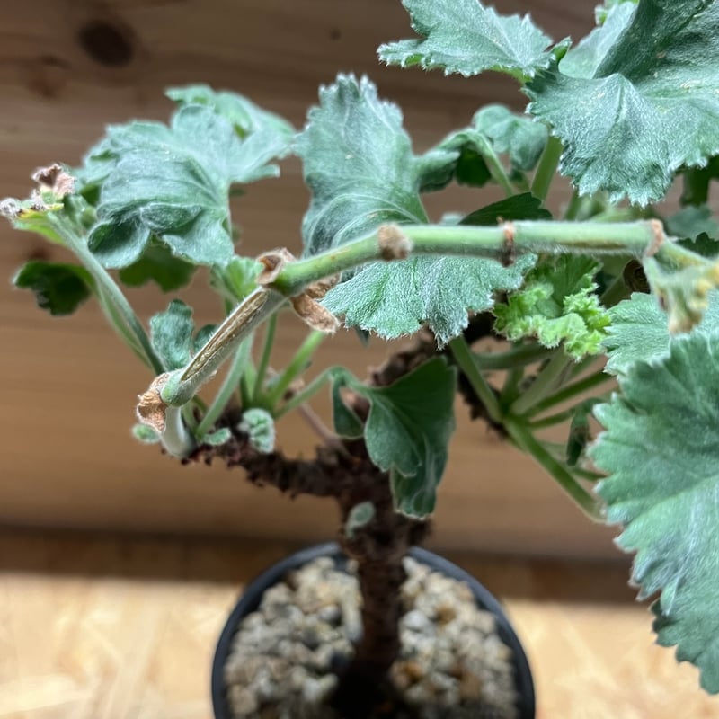 ペラルゴニウム ミラビレ | GREEN LUCK