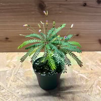 サイカス コッツシアーナ | GREEN LUCK