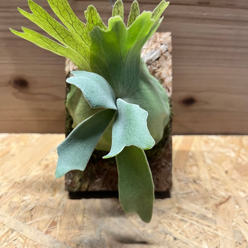 ビカクシダ ウィリンキー ミックススポア | GREEN LUCK