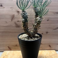 オペルクリカリア パキプス根挿し×伝市鉢 | GREEN LUCK