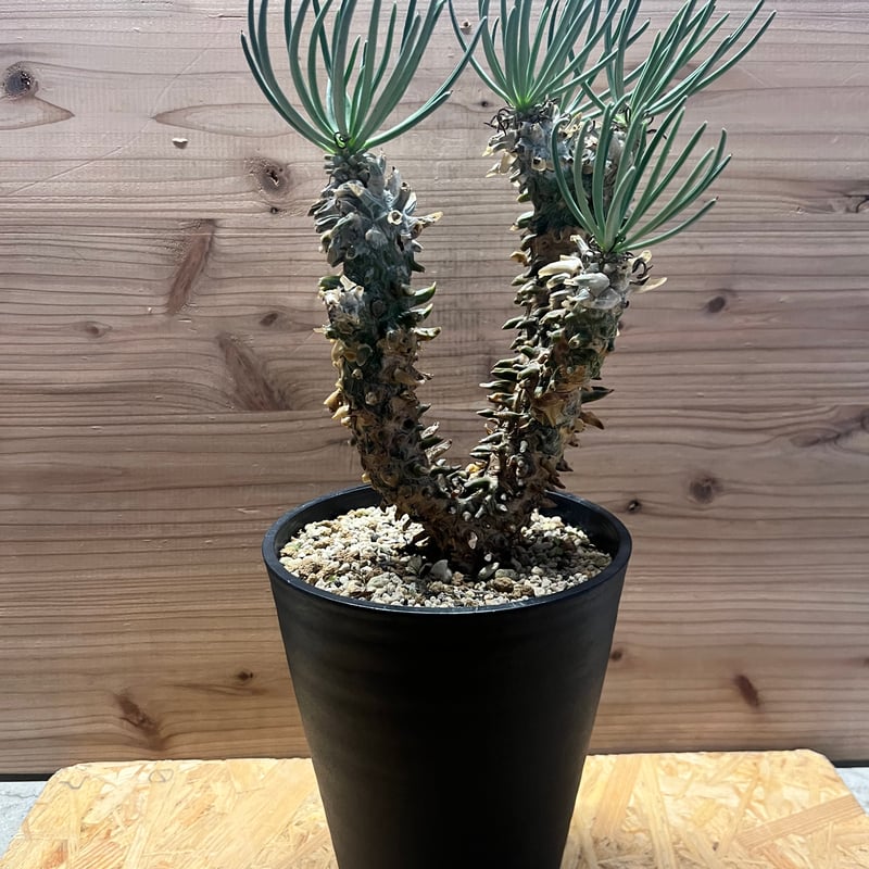 チレコドン ワリチー | GREEN LUCK