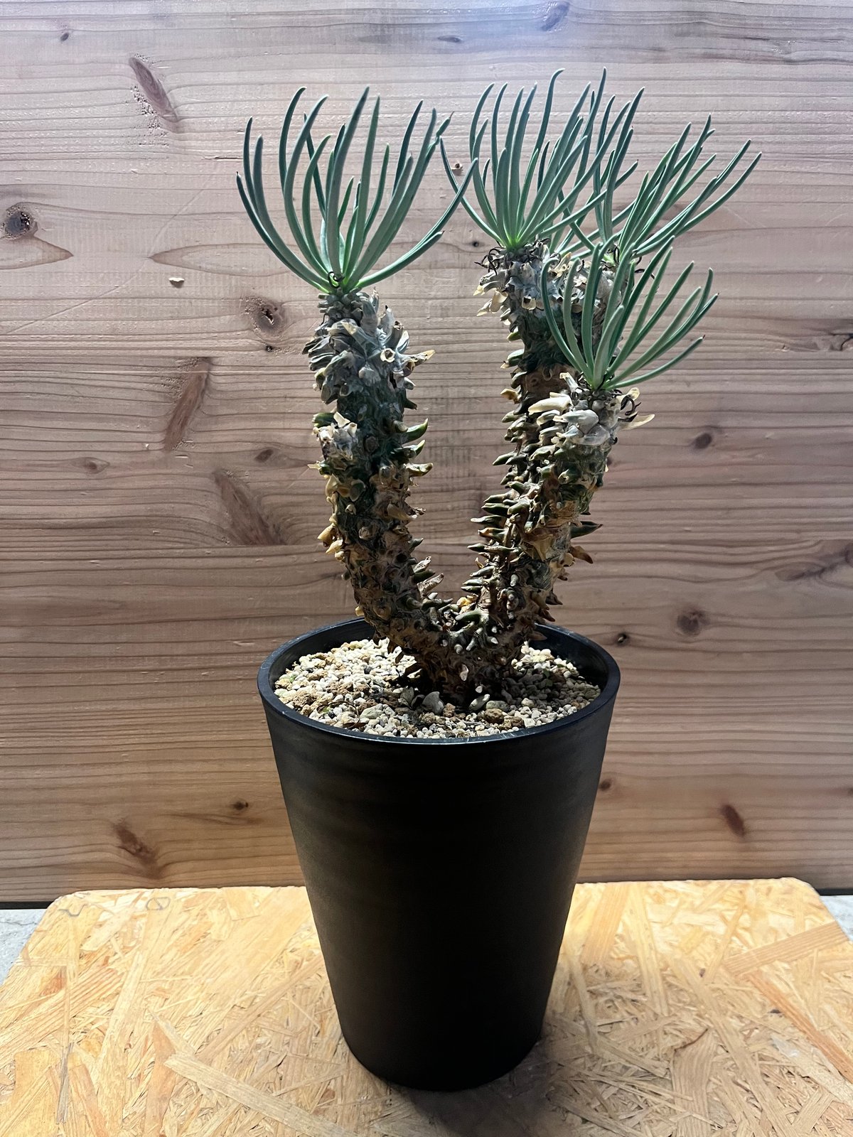 チレコドン ワリチー チレコドン ワリチー | GREEN LUCK