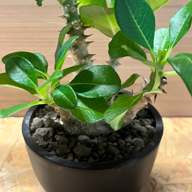 パキポディウムウィンゾリー③ パキポディウム ウィンゾリー | STELLA.PLANTS