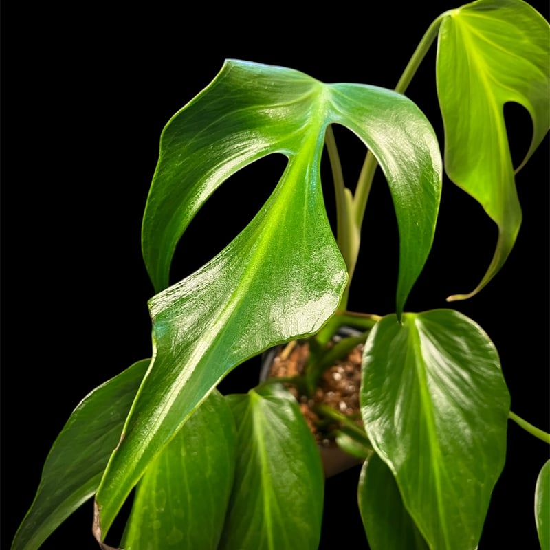 モンステラ バールマルクスフレーム | GREEN LUCK