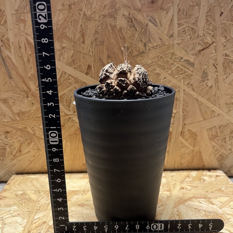 亀甲竜直径約6.7cmディオスコレアエレファンティペス現品鉢ごと発送 くぐっ