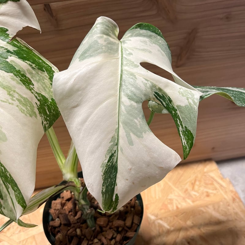 極斑入り モンステラ ボルシギアナ バリエガータ | GREEN LUCK