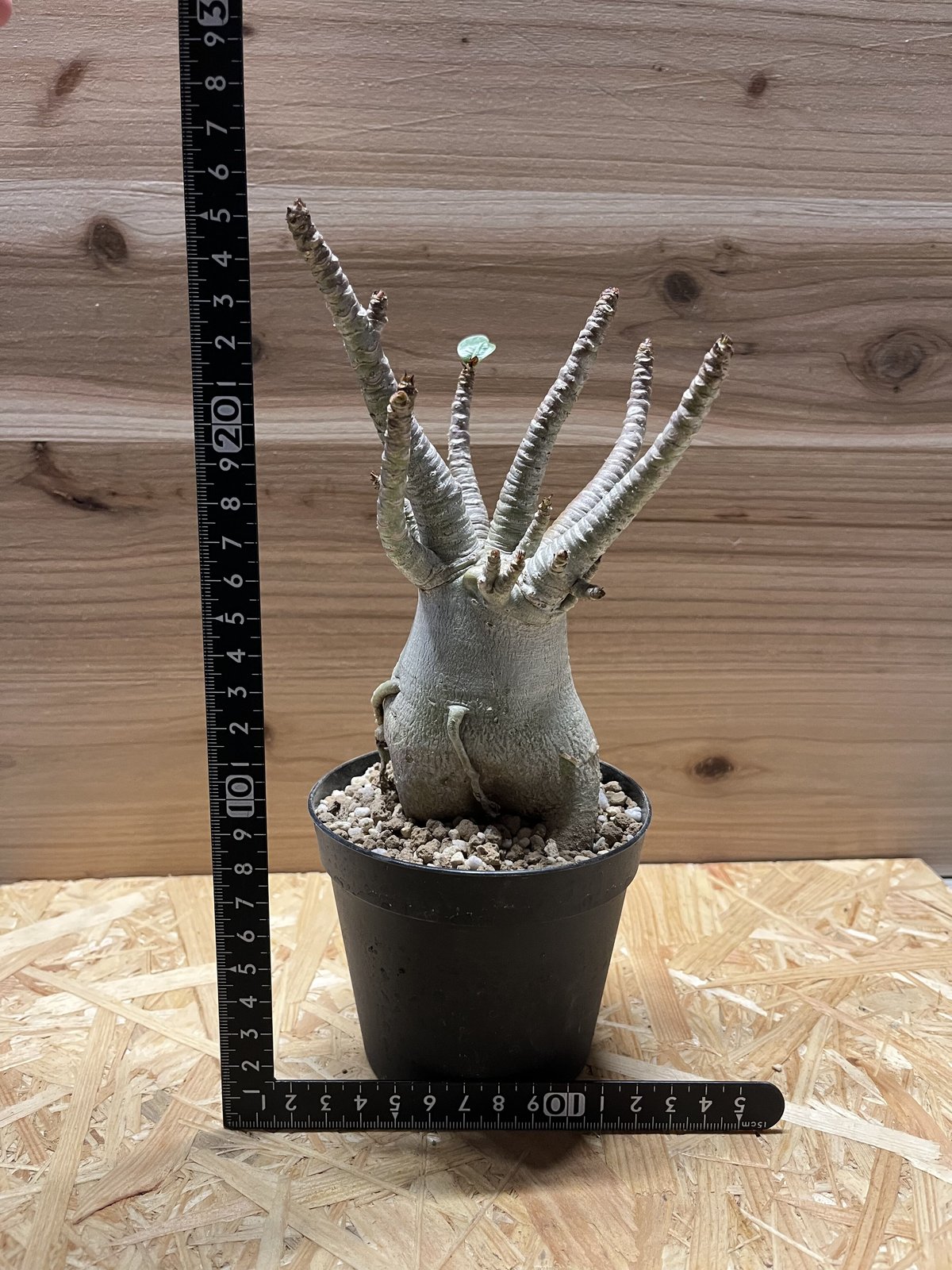 アデニウム アラビカム Adenium アデニウム アラビカム | GREEN LUCK