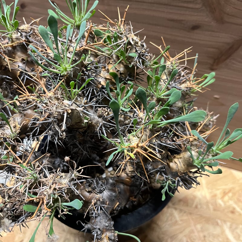 オトンナ ユーフォルビオイデス 黒鬼城 大株 | GREEN LUCK