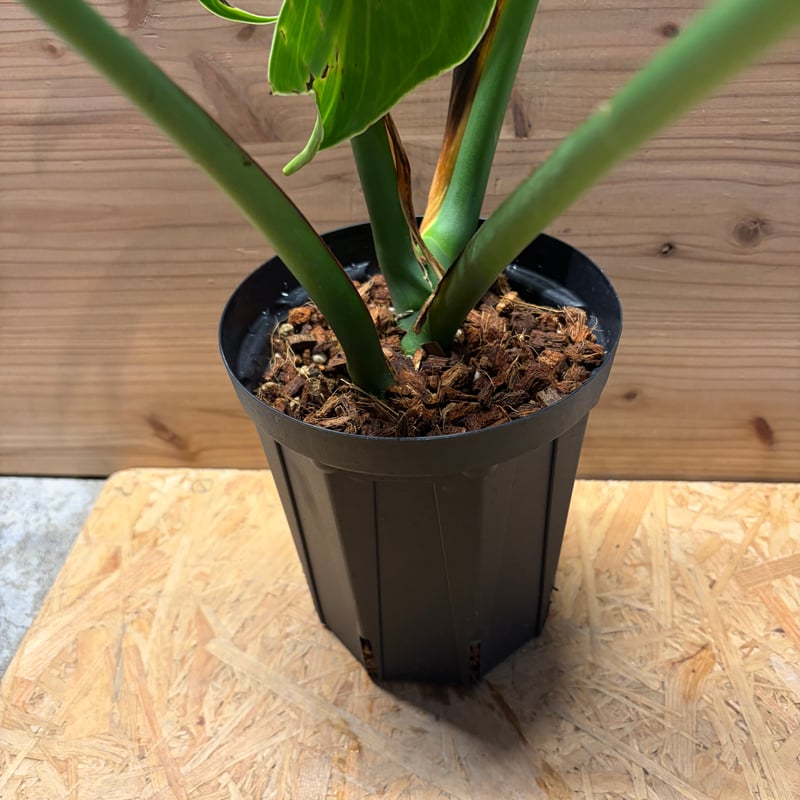 モンステラ 'バールマルクスフレーム' | GREEN LUCK