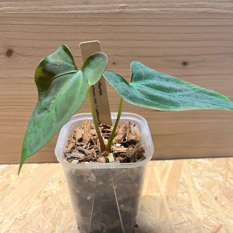 アンスリウム ダーケストパナマ×ソウルリーパー | GREEN LUCK