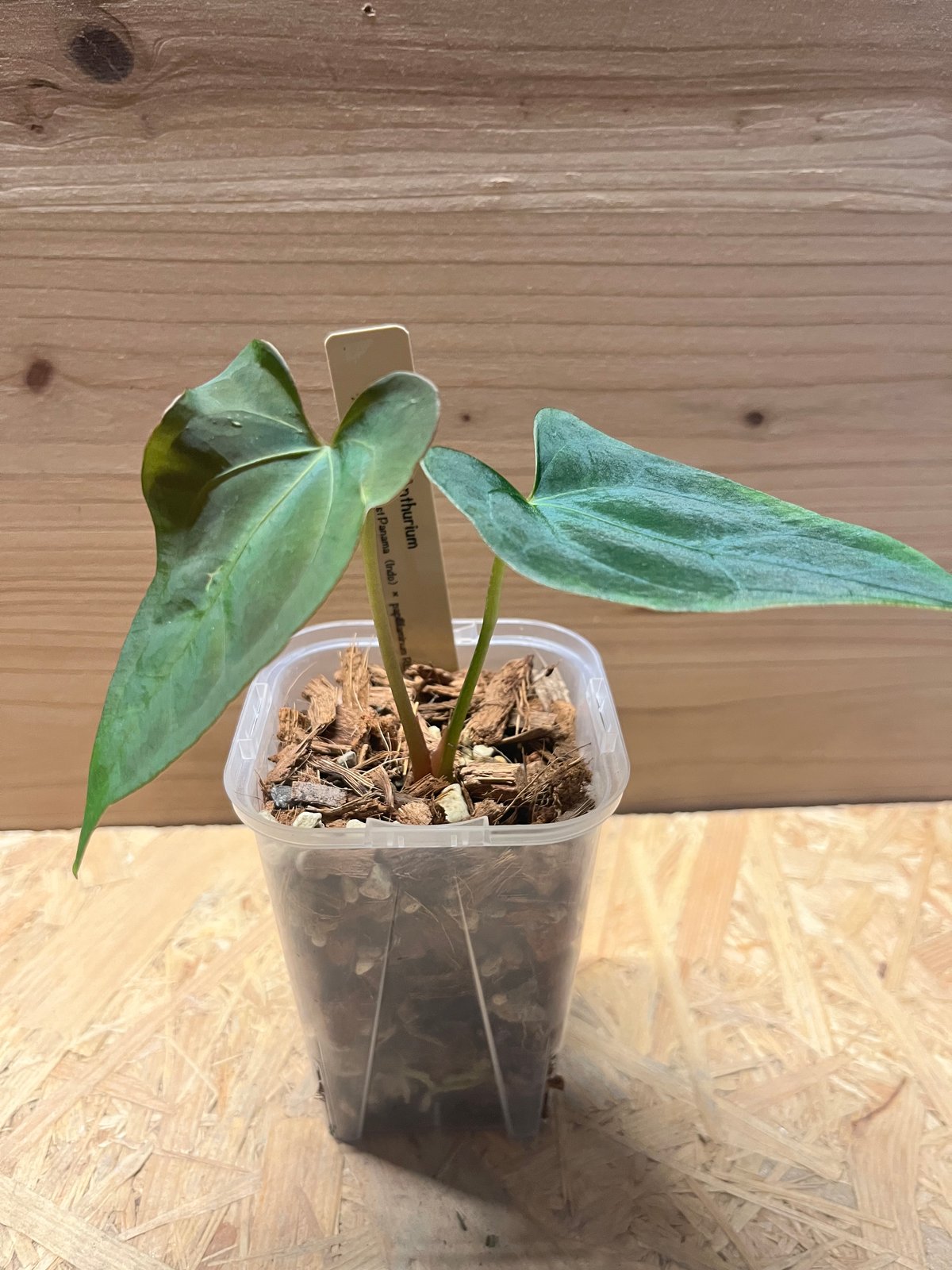 アンスリウム RVDP（Dark mamaRVDP 斑入り) 斑入り アンスリウム