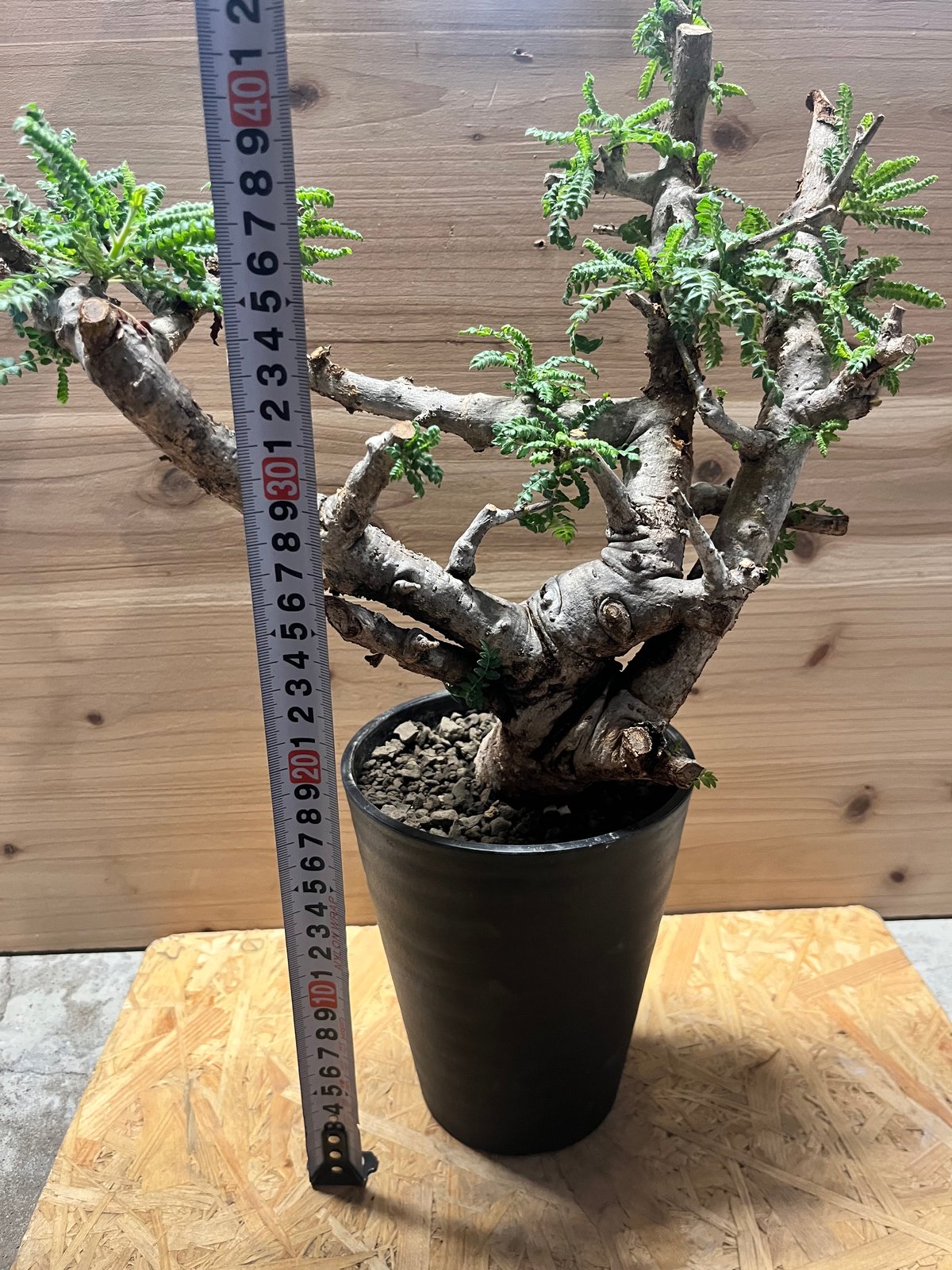 ボスウェリア ネグレクタ | GREEN LUCK