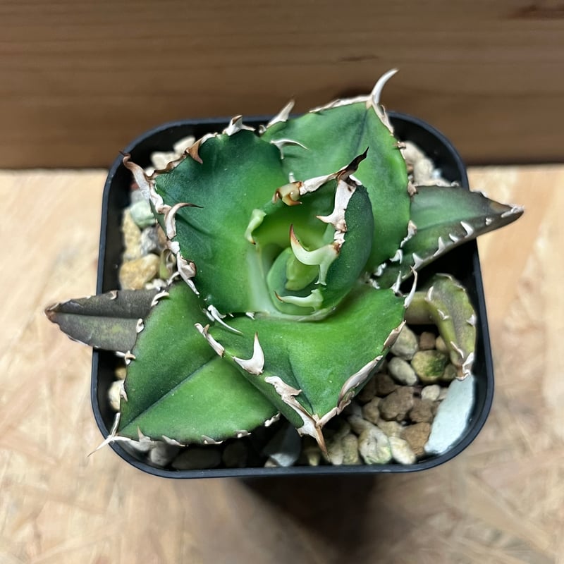 アガベ チタノタ 金鯨 | GREEN LUCK