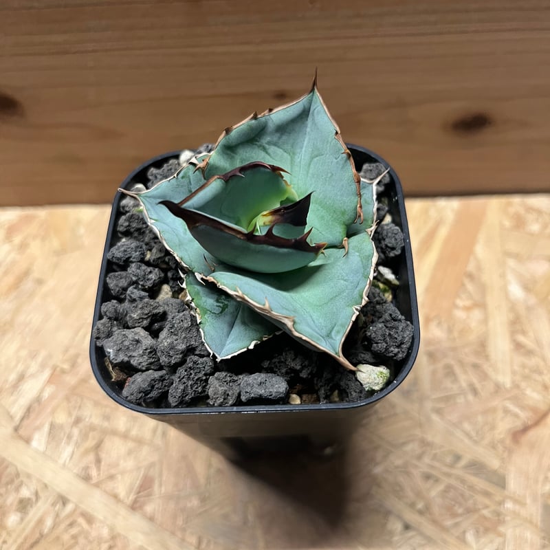 アガベ・チタノタ【シャークソウイ】 〝仙台PLANTISTIC！産〟 アガベ