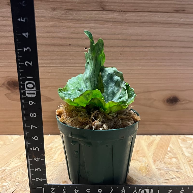 ビカクシダ ワンダエドワーフ | GREEN LUCK