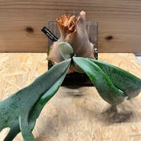 フィロデンドロン ポリポディオイデス | GREEN LUCK