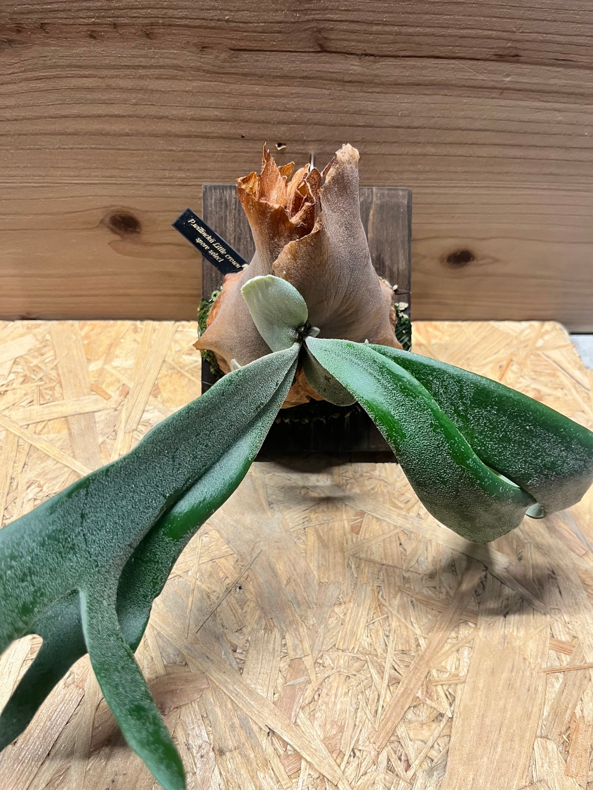 Titanium series spore select ビカクシダ P. Willinckii cv. High Shield “Select Form” (sporelings