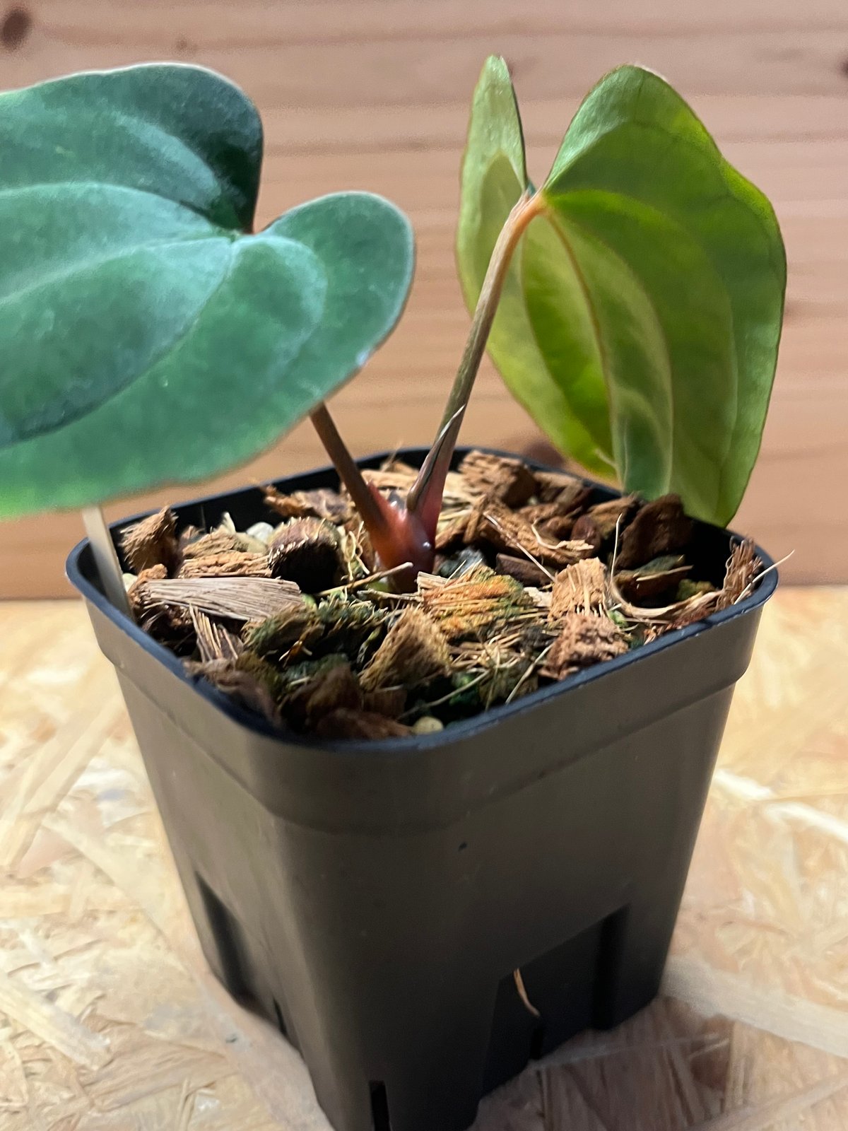 アンスリウム アントラキー×ドレスレリ | GREEN LUCK