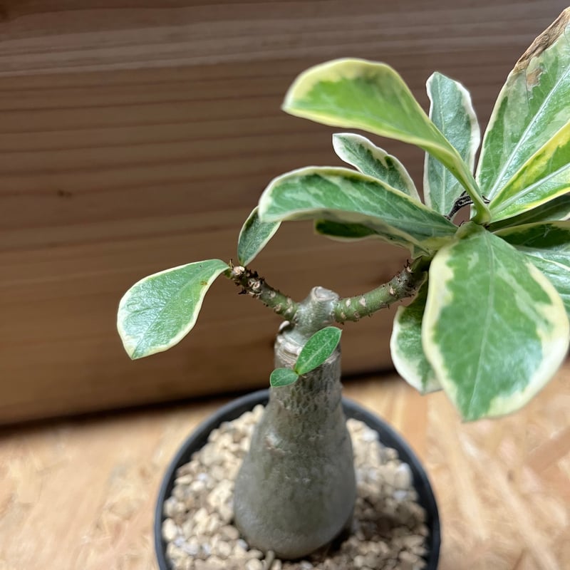 もも　アデニウム　斑入り　特大株 もも アデニウム 斑入り 特大株 もも様専用 アデニウム 斑入り