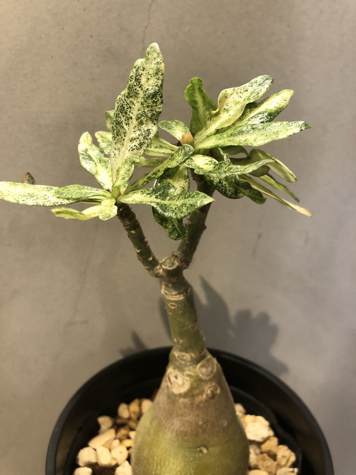 アデニウム 斑入り | GREEN LUCK