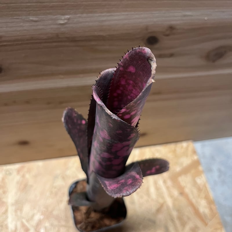 ビルベルギア インセンディアリーデライト | GREEN LUCK