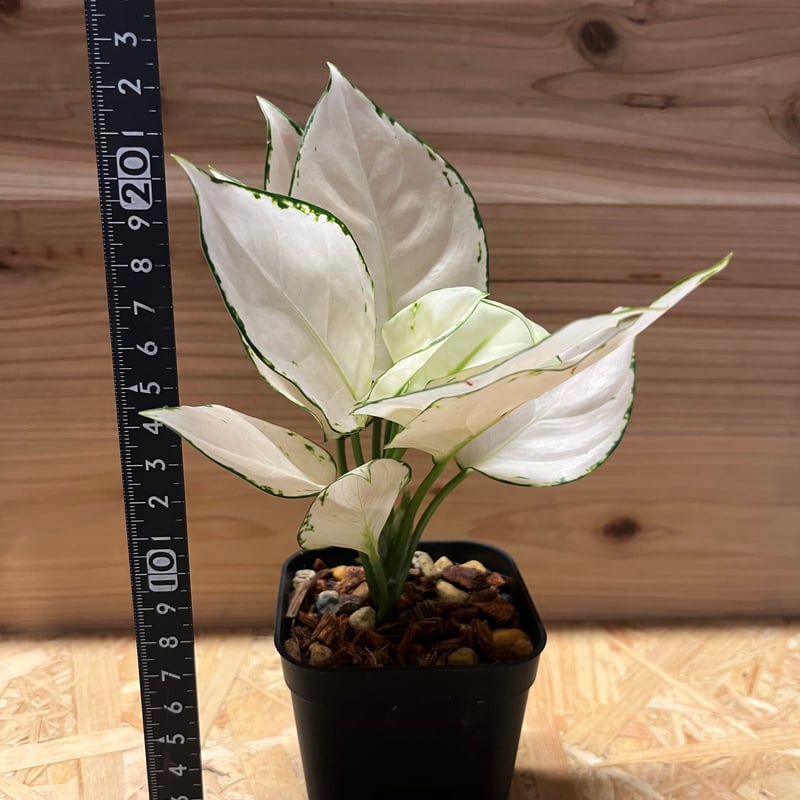 アグラオネマ アンヤマニー ホワイト | GREEN LUCK