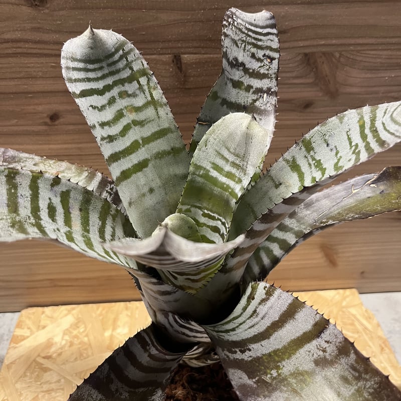 エクメア チャンティニー ブラックアイス エクメア・チャンティニー・ブラックアイス Aechmea chantinii