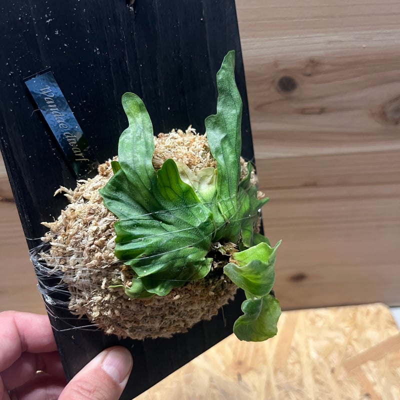 ビカクシダ ワンダエドワーフ | GREEN LUCK