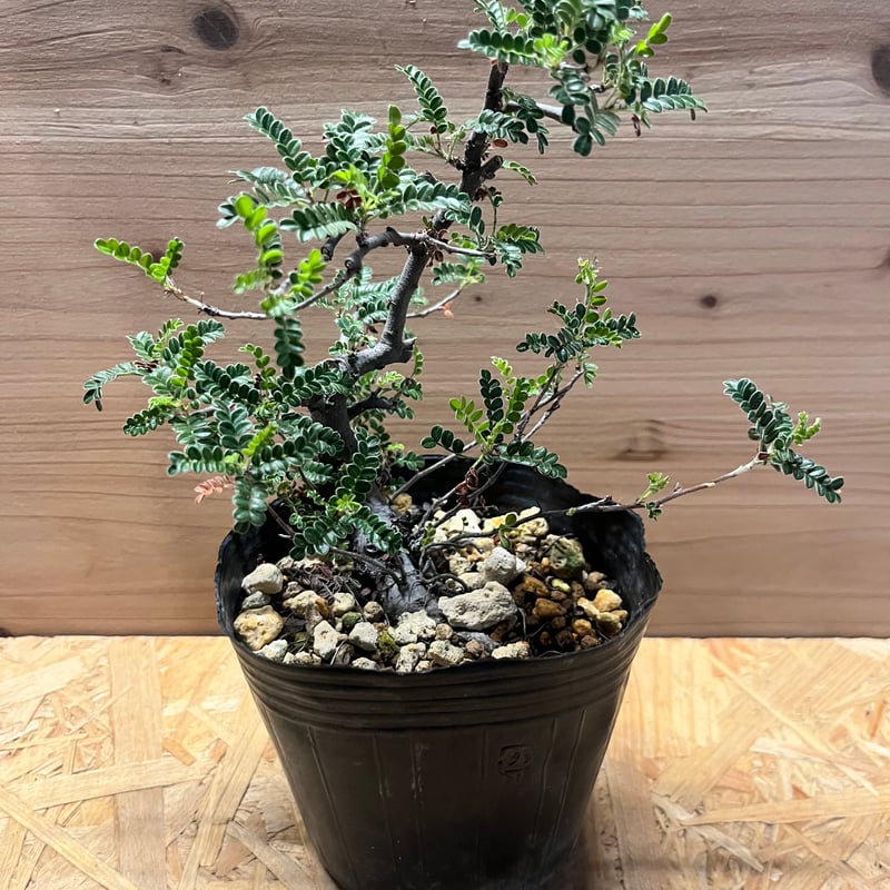 磯山椒 天の梅 | GREEN LUCK