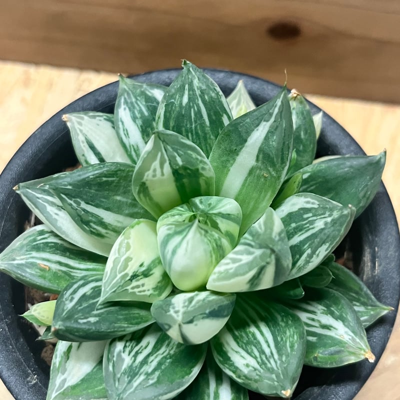 ハオルチア 宝島 | GREEN LUCK