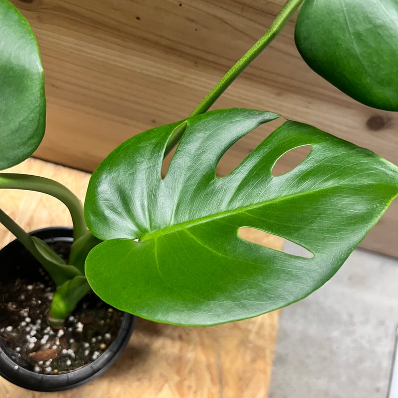 モンステラデリシオーサ　選抜 限定14株 / シロウト園芸選抜株】モンステラ・デリシオーサ