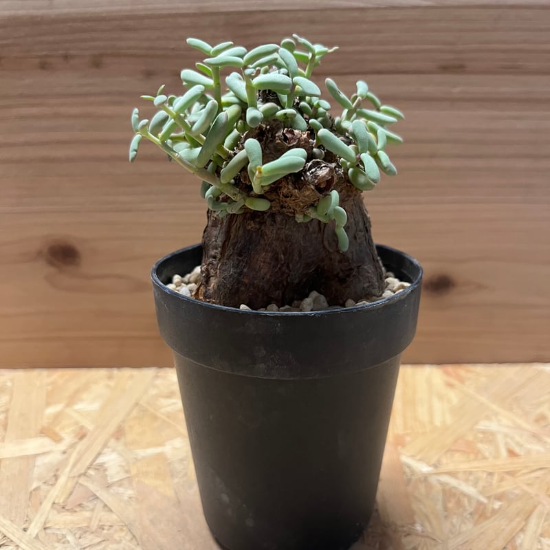 ケラリア ピグマエア | GREEN LUCK