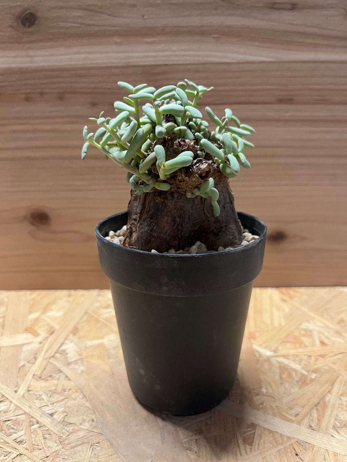 ケラリア ピグマエア | GREEN LUCK