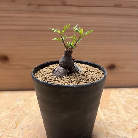 オペルクリカリア　パキプス　根差し