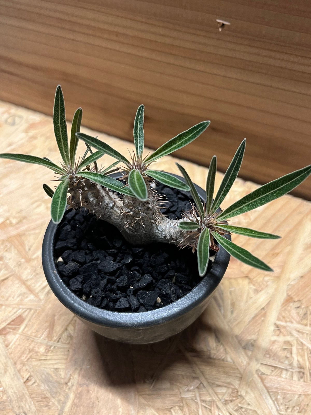 パキポディウム グラキリス×伝市鉢 | GREEN LUCK