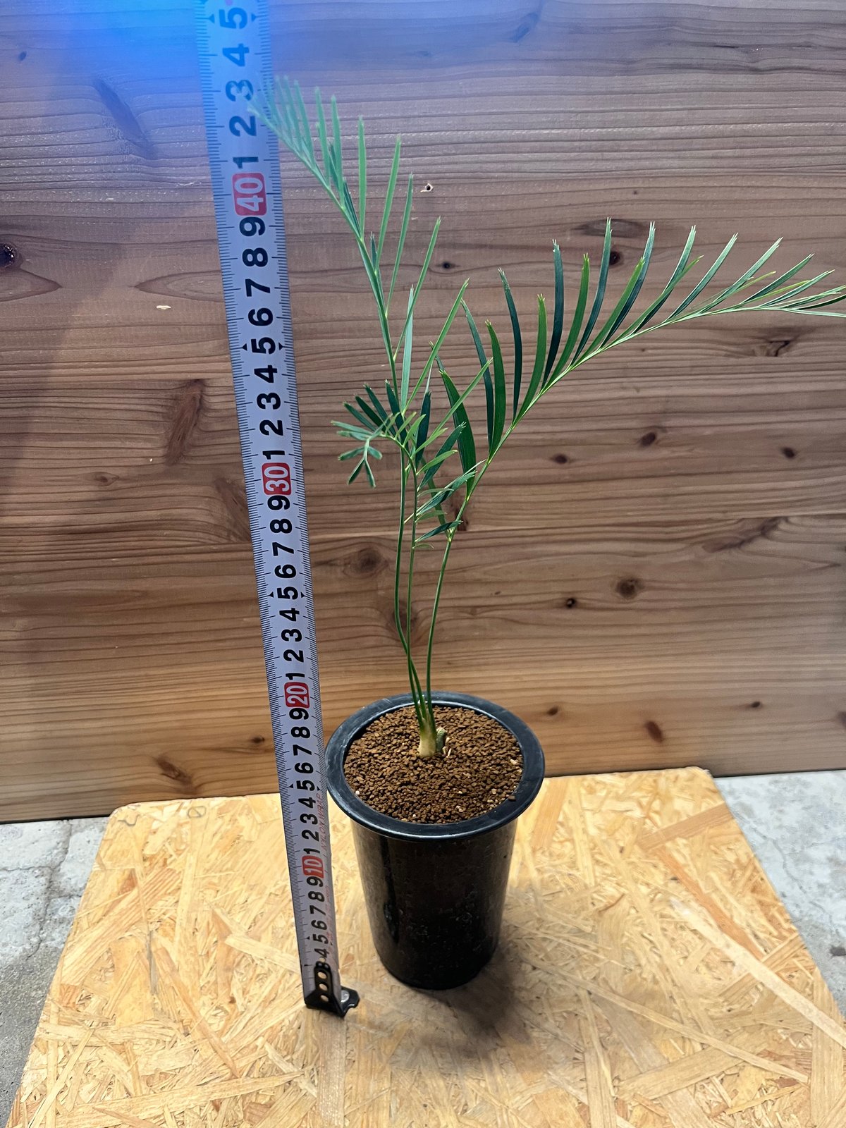 マクロザミア ムーレイ | GREEN LUCK