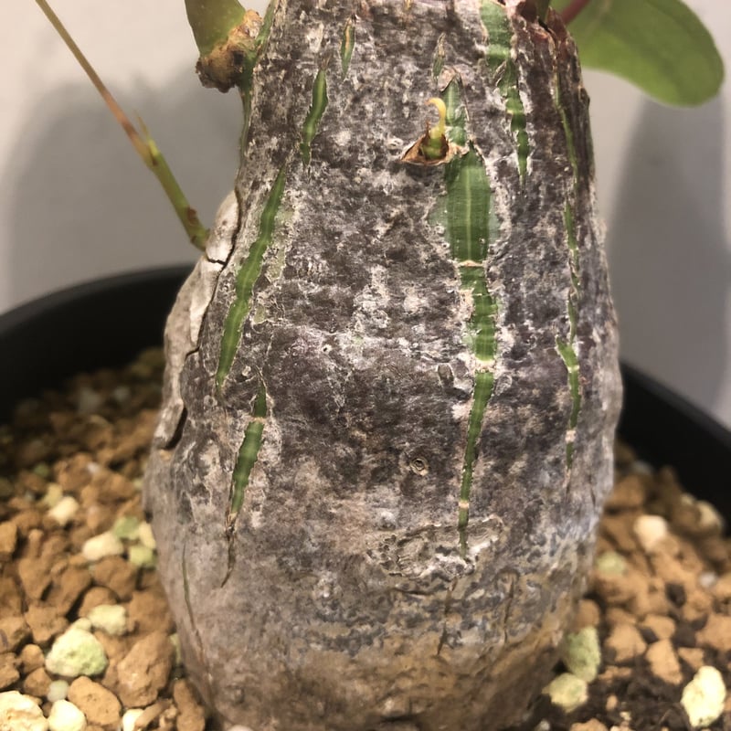 ボンバックス プセウドボンバックス エリプティクム | GREEN LUCK