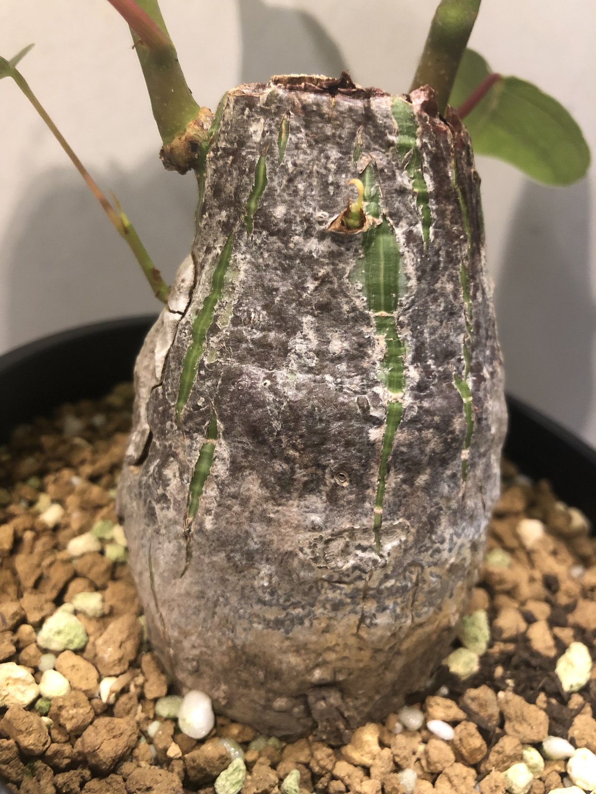 ボンバックス ボンバックス プセウドボンバックス エリプティクム | GREEN LUCK