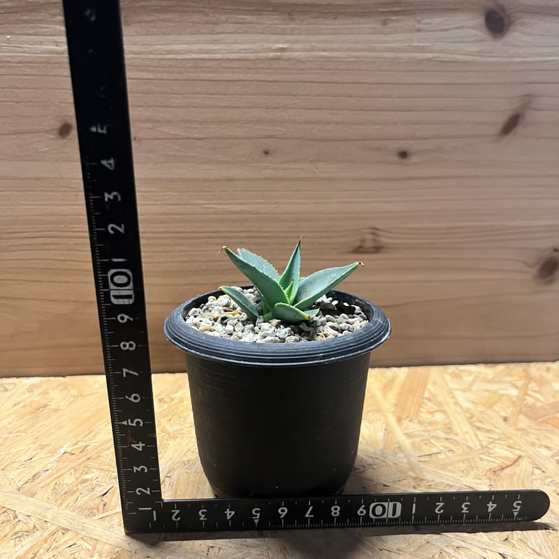 アガベ パリー トランカータ | GREEN LUCK