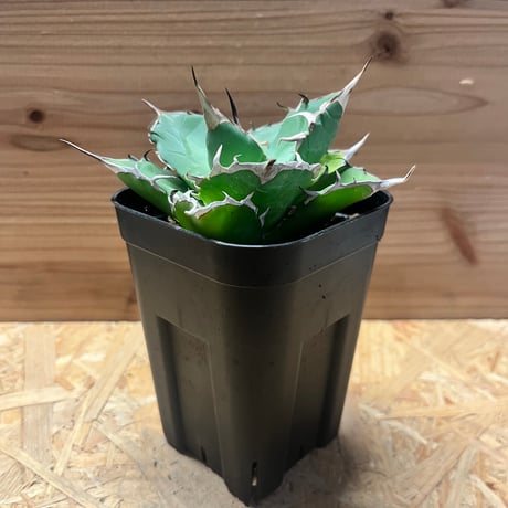 アガベ チタノタ ハデス 活着済み【強トップ・陽炎・幅広短葉】 アガベ チタノタ ハデス 活着済み【強トップ・陽炎・幅広短葉】 アガベ