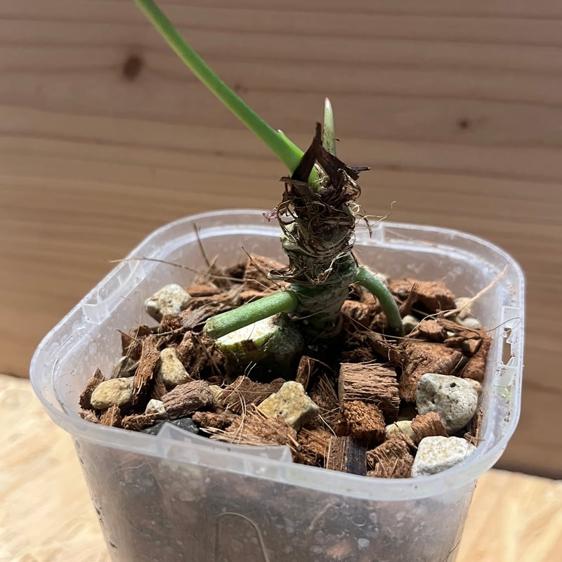 アンスリウム フォルゲッティ ホワイトストライプ | GREEN LUCK