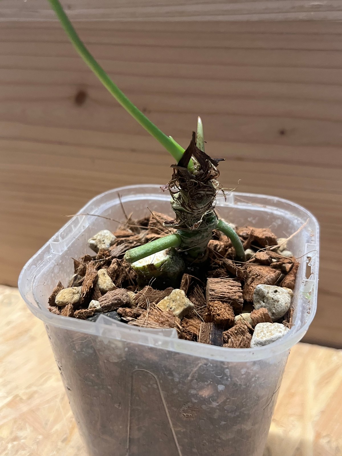 アンスリウム フォルゲッティ ホワイトストライプ | GREEN LUCK