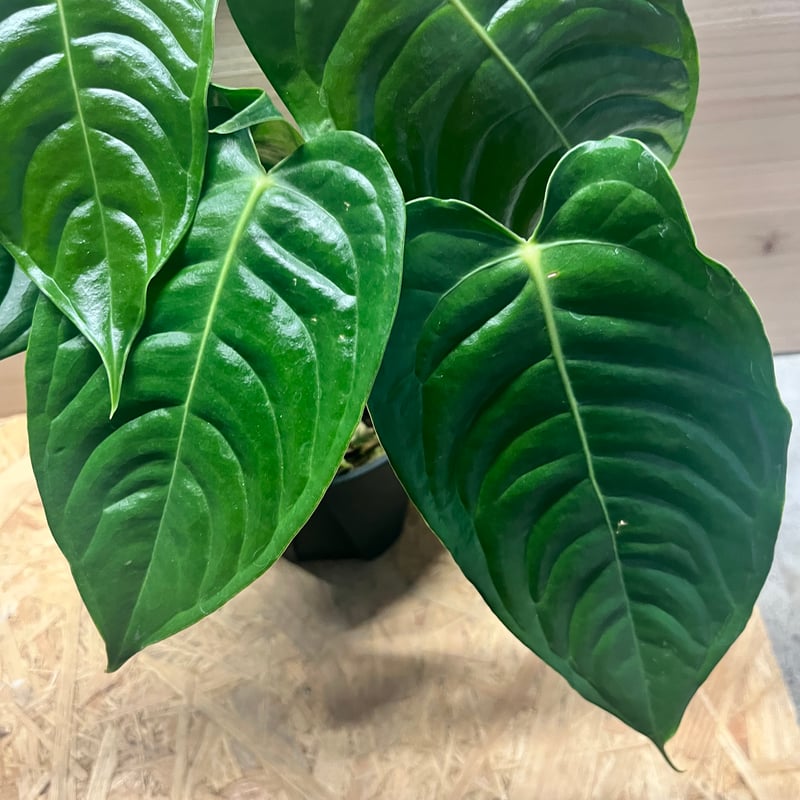 アンスリウム ベイチー | GREEN LUCK