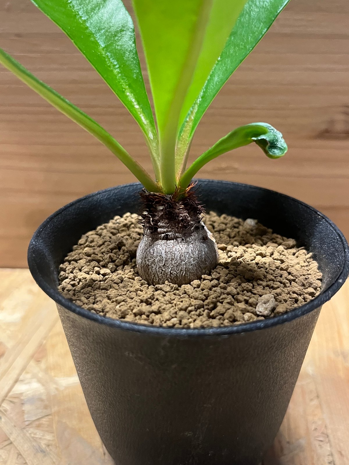 【希少】ユーフォルビア　ラメナ ユーフォルビア ラメナ | GREEN LUCK