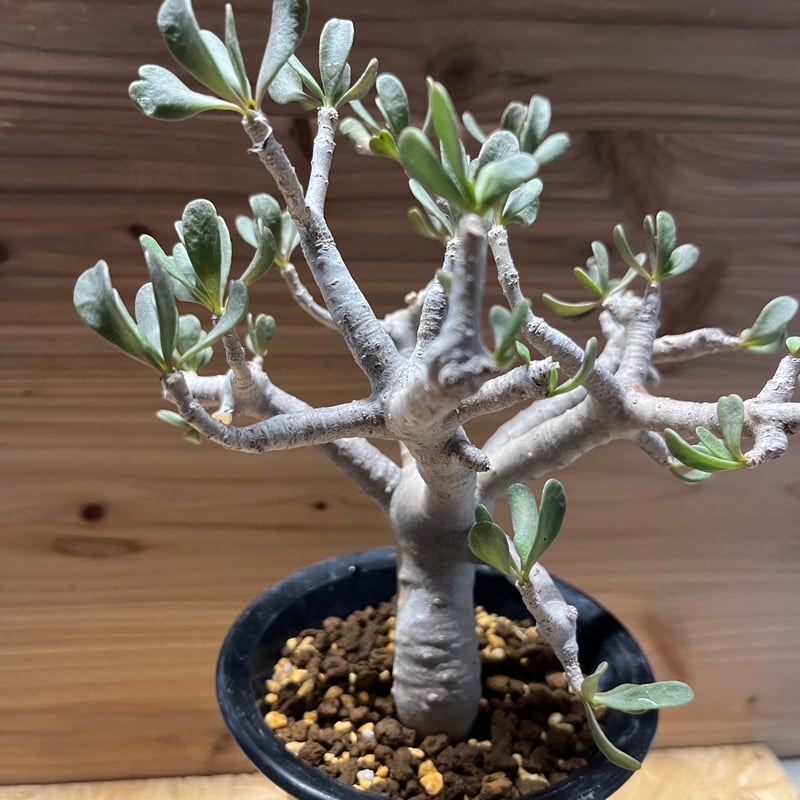 多肉植物 塊根植物オトンナ フルカタ Othonna furcata 冬型 othonna furcata《XL size》大株最高樹形※現地球発根後店主国内