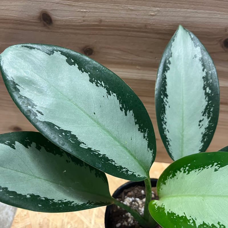 アグラオネマ オオサカブラック | GREEN LUCK