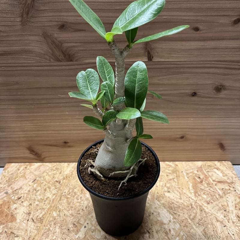アデニウム アラビカム | GREEN LUCK