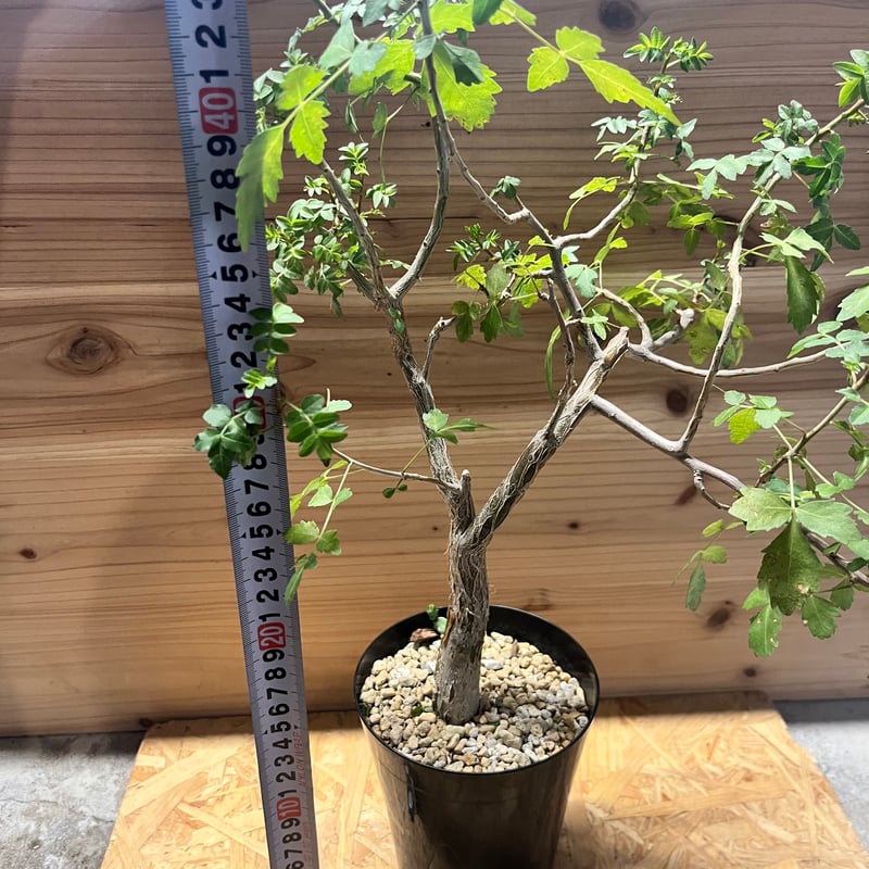 ブルセラ ファガロイデス | GREEN LUCK