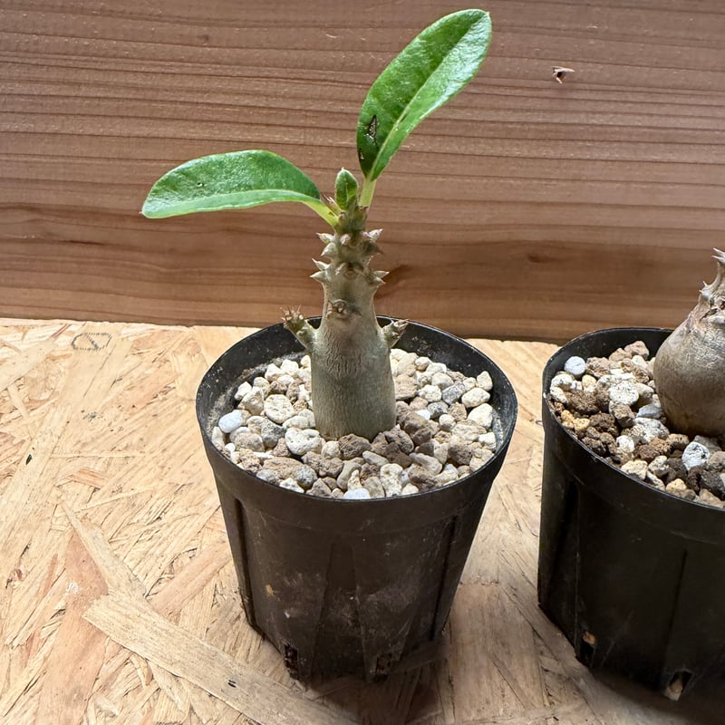 パキポディウム　ウィンゾリー　7年株　鉢のまま発送 パキポディウム ウィンゾリー×伝市鉢 | GREEN LUCK
