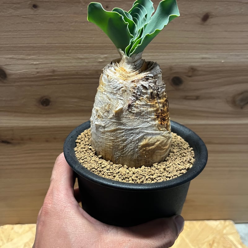 M様専用 ブーファン ハエマンソイデス | GREEN LUCK